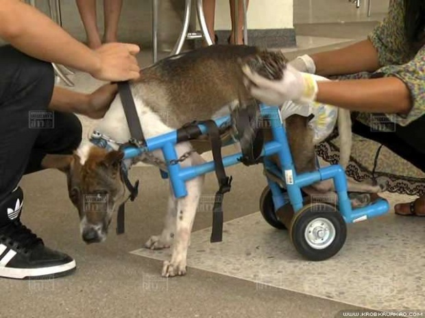 นศ.ม.สุรนารี ผุดไอเดียใช้ท่อพีวีซีสร้างวีลแชร์ช่วยสุนัขพิการ