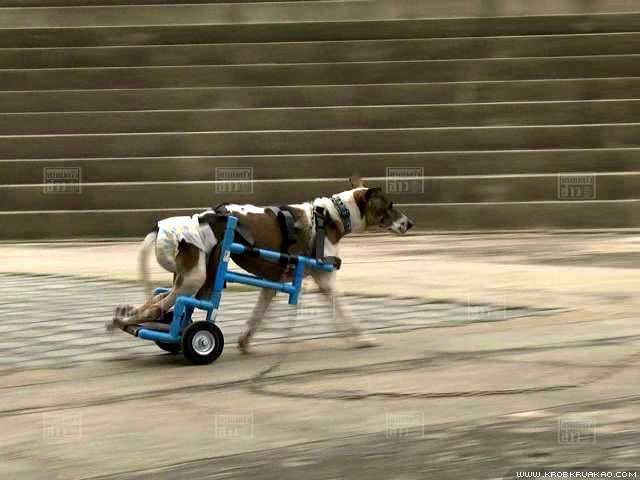 นศ.ม.สุรนารี ผุดไอเดียใช้ท่อพีวีซีสร้างวีลแชร์ช่วยสุนัขพิการ