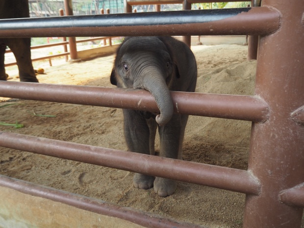 โซไรดา ย้ำยังไม่ปิดมูลนิธิเพื่อนช้าง รับน้อยใจไม่ค่อยได้รับการช่วยเหลือจากภาครัฐ
