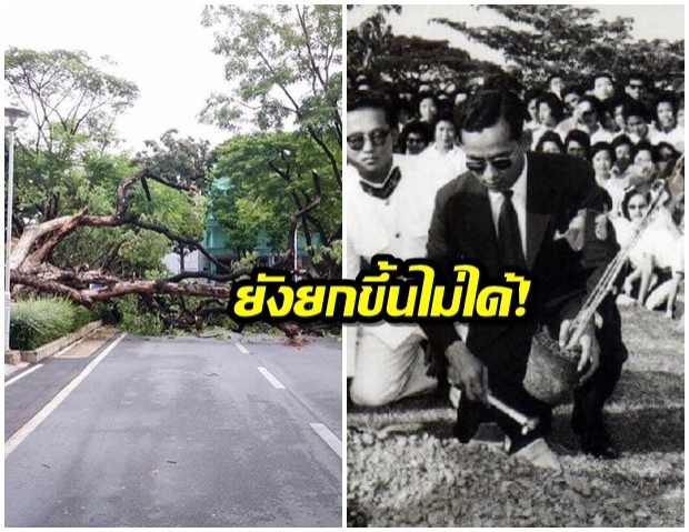 ต้นจามจุรีที่ ร.9 ทรงปลูกในรั้วจุฬาฯ ล้มลงหลังฝนถล่มหนัก รากขาด - ยกขึ้นอีกไม่ได้ 