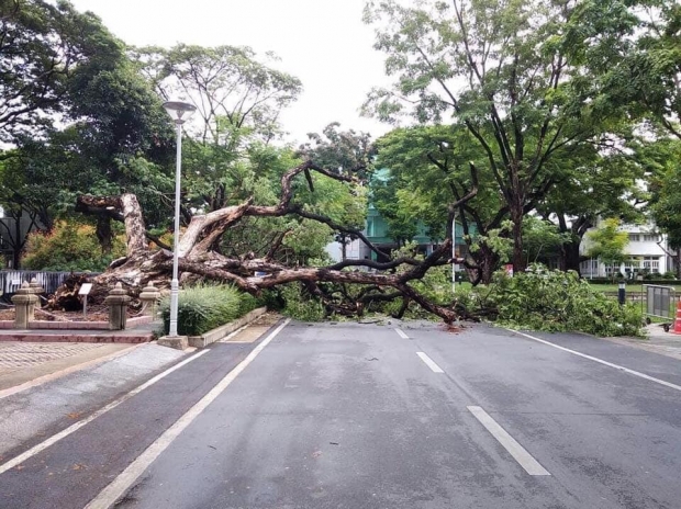 ต้นจามจุรีที่ ร.9 ทรงปลูกในรั้วจุฬาฯ ล้มลงหลังฝนถล่มหนัก รากขาด - ยกขึ้นอีกไม่ได้ 