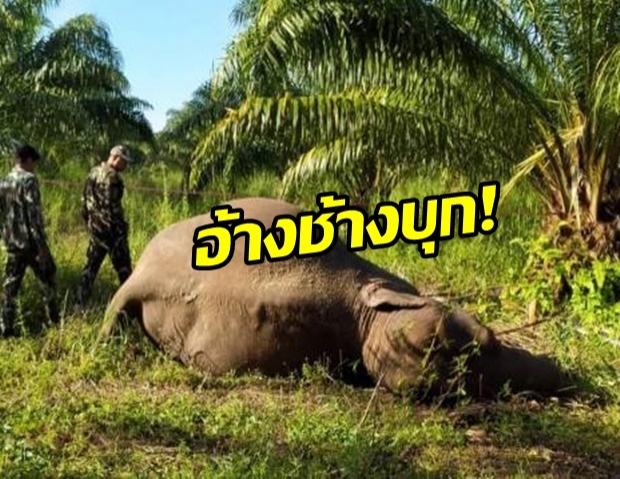 อ้างยิงป้องกันตัว ช้างเขาอ่างฤาไน ตายคาสวนปาล์ม 1 ตัว