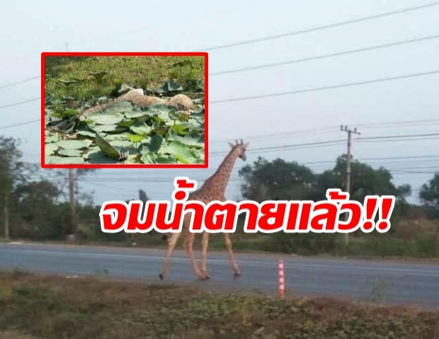 สุดสลด! เจอซาก‘ยีราฟ’นอนตายคาคูน้ำ ริมถนน 304 หลังออกตามหา 2 วันเต็มๆ