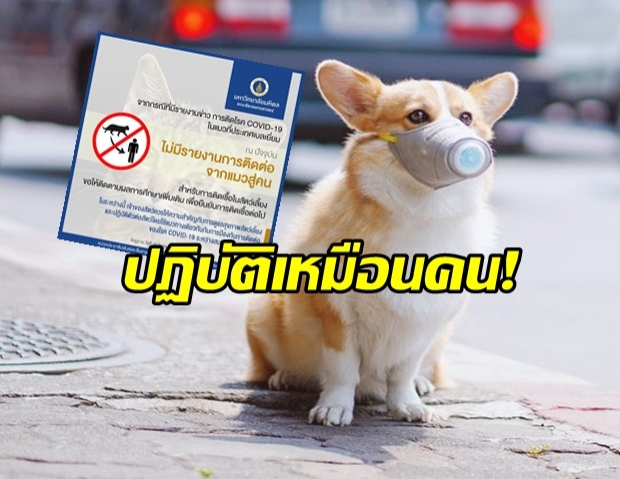 ประกาศ ควรปฏิบัติกับสัตว์ติดโควิด-19 ให้เหมือนกับคน!?!