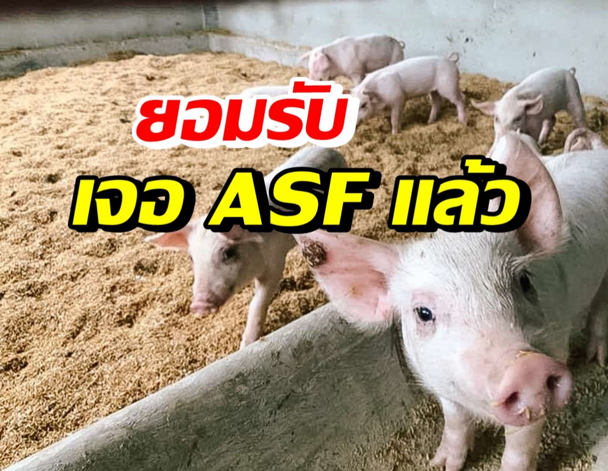 เปิดพิกัด ปศุสัตว์พบ ASF จากโรงฆ่าสัตว์ ประกาศเป็นเขตโรคระบาด