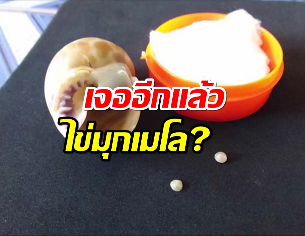 เฮลั่นบ้าน!หลานกินหอยหวานตัวสุดท้าย เจอไข่มุกประกายวาววับ