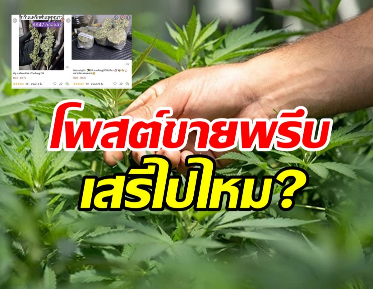 กรมแผนไทยฯ ส่งหนังสือด่วน! แอพพ์ส้มขายกัญชาไม่กลัวกฎหมาย