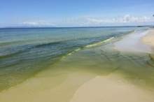 เขียวทั้งหาดราชการุณย์!! นักวิชาการชี้แพลงก์ตอนบูม-รอพิสูจน์น้ำ