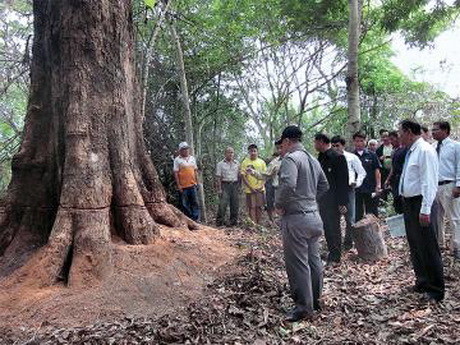 ลำปางเร่งสอบตัดประดู่ 300ปี