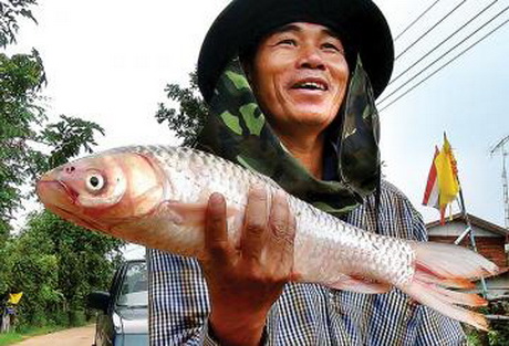 เตือนภัยปลาโพงลำน้ำชีอย่าบริโภคเพราะมีพิษ 