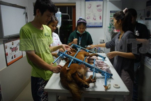 เจ้าตูบ โกลเด้นรีทรีฟเวอร์ โดดข้ามรั้วพลาด เหล็กเสียบทะลุสยอง!