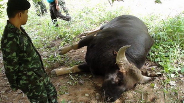 อีกปมกระทิงอุทยานแห่งชาติกุยบุรีตาย - คาดโรคระบาด