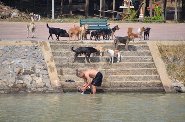 ชาวเน็ตสุดประทับใจ!!!ชม-แชร์ ชายใจดีจับน้องหมาจรจัดอาบน้ำ