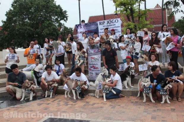 ปมโจโก้หมาไซบีเรียนฯถูกฆ่า กลุ่มคนรักสุนัขโคราช รวมตัวแสดงพลัง-ขอความเป็นธรรม