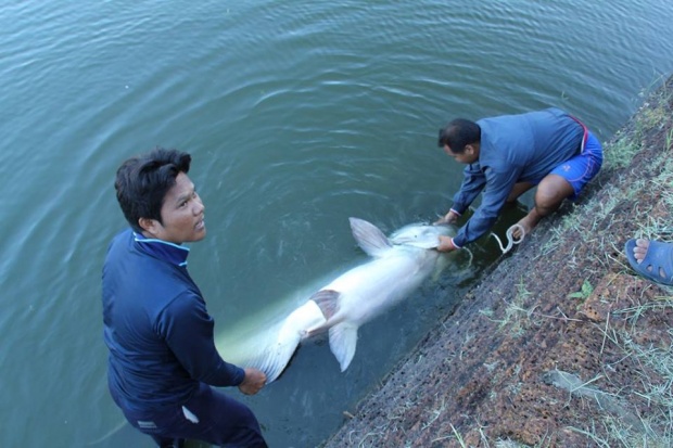 ล่าโจรใจบาป ใช้ลูกดอกยิงปลาบึกอายุกว่า 20 ปีในเขตอภัยทาน