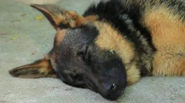 อาลัยเจ้าเรดาร์ สุนัขทหาร 3 จังหวัดชายแดนใต้ ตกเหวตายในหน้าที่