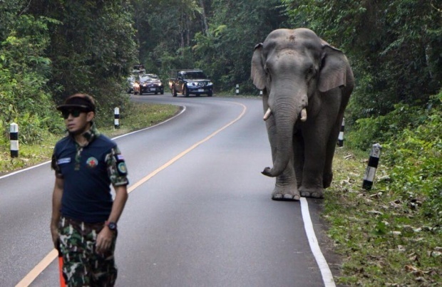 ช้างขวางถนนเขาใหญ่..แต่สิ่งที่หมอทำเท่ห์มาก ๆ..ปลอดภัยทั้งคนทั้งสัตว์