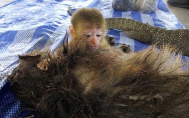ย้อนรอยคดีสะเทือนใจ!! ลูกลิงดูดนมจากซากแม่ หลังถูกพรานป่าปลิดชีพ