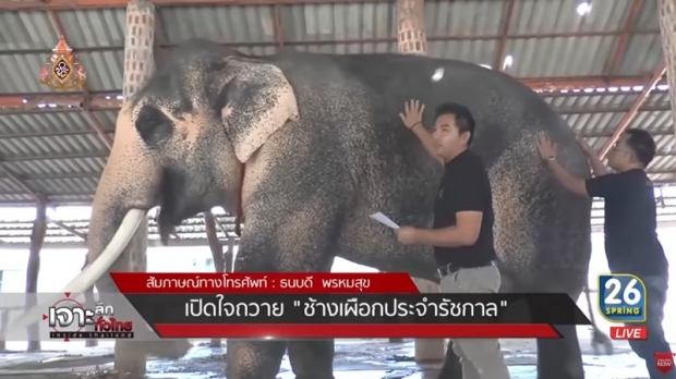 เผย พลายเอกชัย ช้างเผือกประจำรัชกาลที่ 10 ลักษณะตรงตามคชลักษณ์