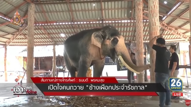 เผย พลายเอกชัย ช้างเผือกประจำรัชกาลที่ 10 ลักษณะตรงตามคชลักษณ์