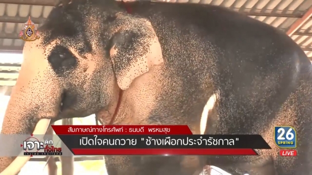 เผย พลายเอกชัย ช้างเผือกประจำรัชกาลที่ 10 ลักษณะตรงตามคชลักษณ์