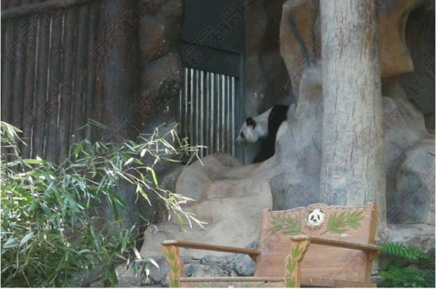 แต่งดำไว้อาลัย ”ช่วงช่วง” สวนสัตว์เชียงใหม่ เปิดแถลงข่าวรอจีนมาร่วมชันสูตร - “หลินฮุ่ย”ชะเง้อหา