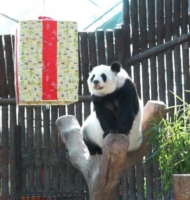 แต่งดำไว้อาลัย ”ช่วงช่วง” สวนสัตว์เชียงใหม่ เปิดแถลงข่าวรอจีนมาร่วมชันสูตร - “หลินฮุ่ย”ชะเง้อหา