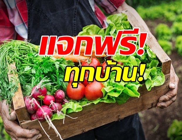 ขั้นตอนสุดง่าย! ลงทะเบียนของรับ เมล็ดพันธุ์ผักสวนครัว ฟรี!