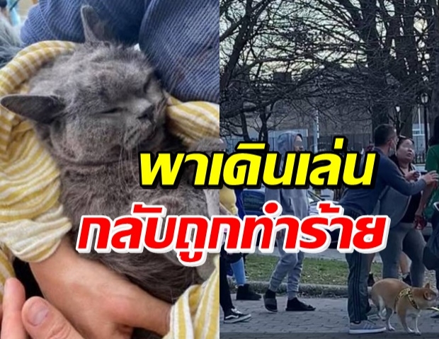 แห่ติด #justiceforponzu แมวของคนไทยถูกฆ่าโหดในอเมริกา (คลิป)