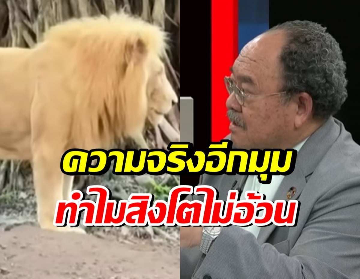 ชัดเจน!! เผยสาเหตุ ทำไมสิงโตไม่อ้วน บางตัวเห็นซี่โครง