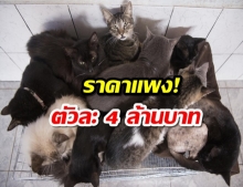 เผยโฉมหน้าแมว  ตัวละ 4 ล้านบาท รับวันแมวสากล