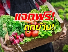 ขั้นตอนสุดง่าย! ลงทะเบียนของรับ เมล็ดพันธุ์ผักสวนครัว ฟรี!