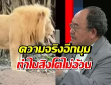 ชัดเจน!! เผยสาเหตุ ทำไมสิงโตไม่อ้วน บางตัวเห็นซี่โครง