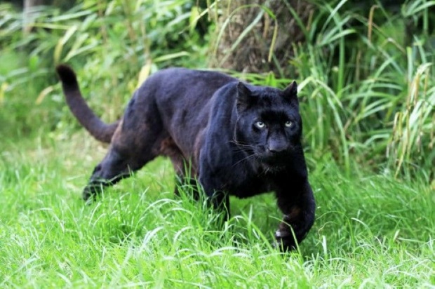 เผย เสือดำ ที่ถูกฆ่า อาจเป็นตัวสุดท้ายของผืนป่าไทย พบใกล้สูญพันธุ์ของโลก
