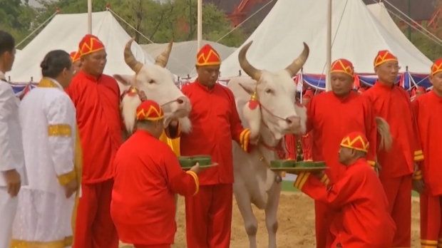 พระโค’ กิน ‘ข้าว-น้ำ-หญ้า’ น้ำท่าจะอุดมสมบูรณ์ พอควร แห่เก็บเมล็ดข้าว