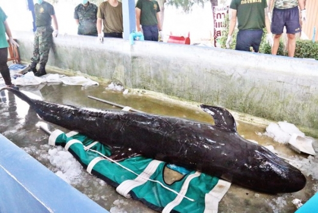 ทีมแพทย์ชันสูตรซาก วาฬเพชฌฆาตดำ พบติดเชื้อ-อวัยวะล้มเหลว