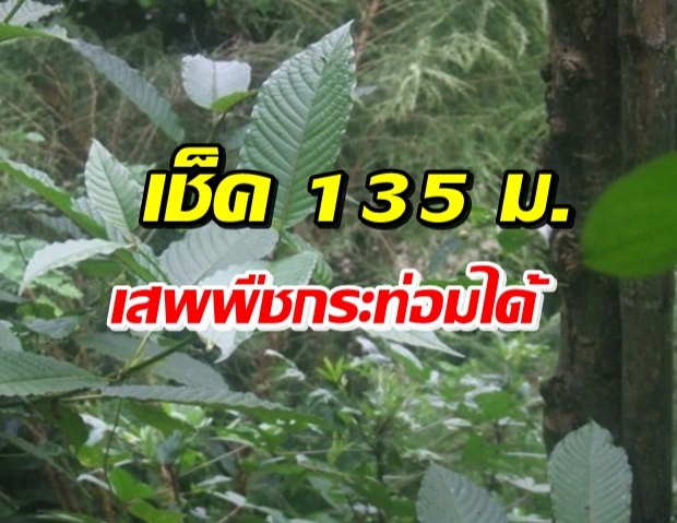 ป.ป.ส.ไฟเขียว 135 หมู่บ้าน 10 จังหวัด เสพพืชกระท่อมได้ไม่ผิดกม.