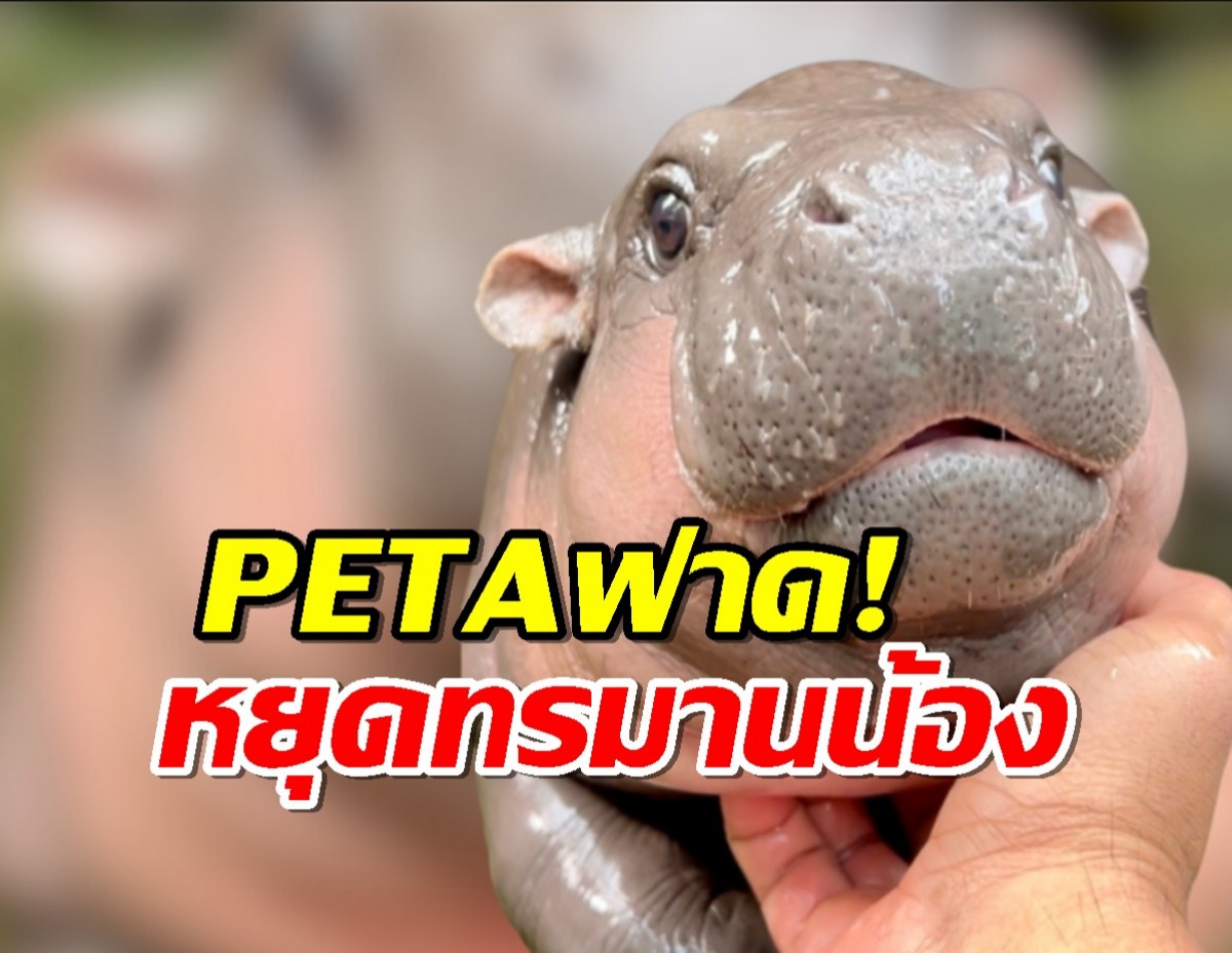 PETA เรียกร้องคืนหมูเด้ง ฮิปโปแคระ สู่ป่า-อ้างโชว์หาประโยชน์