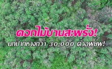 ตื่นตา! นกปากห่างกว่า 30,000 ตัวอพยพ มองไกลๆนึกว่าดอกไม้บานสะพรั่ง! (คลิป)