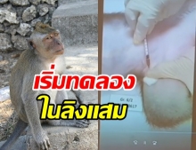 ไทย เริ่มทดลองฉีดวัคซีนป้องกันโควิด ในลิงครั้งแรก!