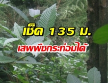 ป.ป.ส.ไฟเขียว 135 หมู่บ้าน 10 จังหวัด เสพพืชกระท่อมได้ไม่ผิดกม.