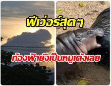 หมูเด้งฟีเว่อร์ ขนาดท้องฟ้ายังเป็นรูปหมูเด้งเลยจ้า