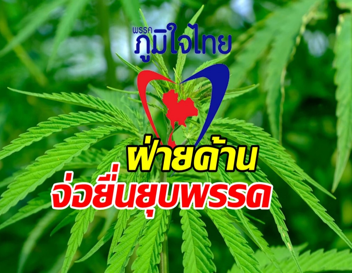 นโยบายกัญชาทำพิษ ฝ่ายค้านจ่อยื่นยุบพรรคภูมิใจไทย