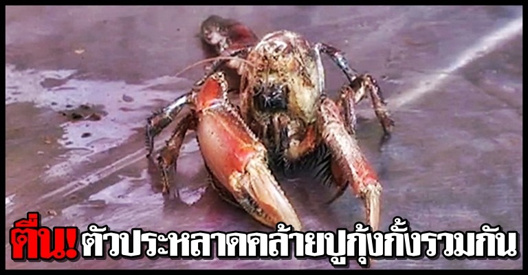 ตื่น!ตัวประหลาดคล้ายปูกุ้งกั้งรวมกัน