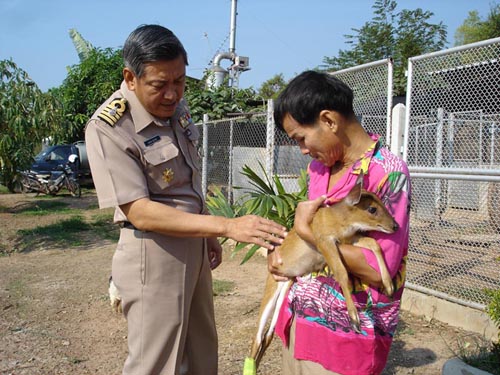 พบลูกกวางดาวสายพันธุ์ยุครัชกาลที่ 5 ขาหักในค่ายทหารเรือ 