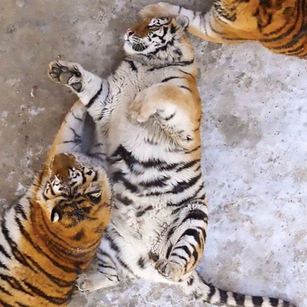 สิ้นลายเสือ!! สวนสัตว์จีนขุนเสือจนอ้วนจ่ำม่ำ น่ารักซะจนคนแห่ไปดูกันเพียบ