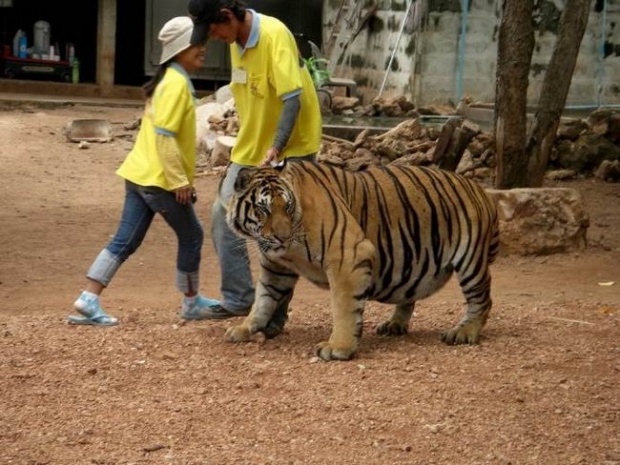 สิ้นลายเสือ!! สวนสัตว์จีนขุนเสือจนอ้วนจ่ำม่ำ น่ารักซะจนคนแห่ไปดูกันเพียบ