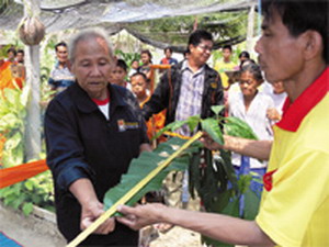 พิลึก ใบมะม่วง ใหญ่เท่าใบกล้วย