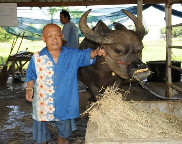 ชาวบ้านสุพรรณฯ แห่ดูควายแคระแสนรู้ ทำตามคำสั่งได้