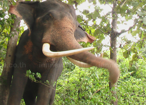 ช้างป่ารุมกระทืบปู่วัย 66 เสียชีวิตคาไร่